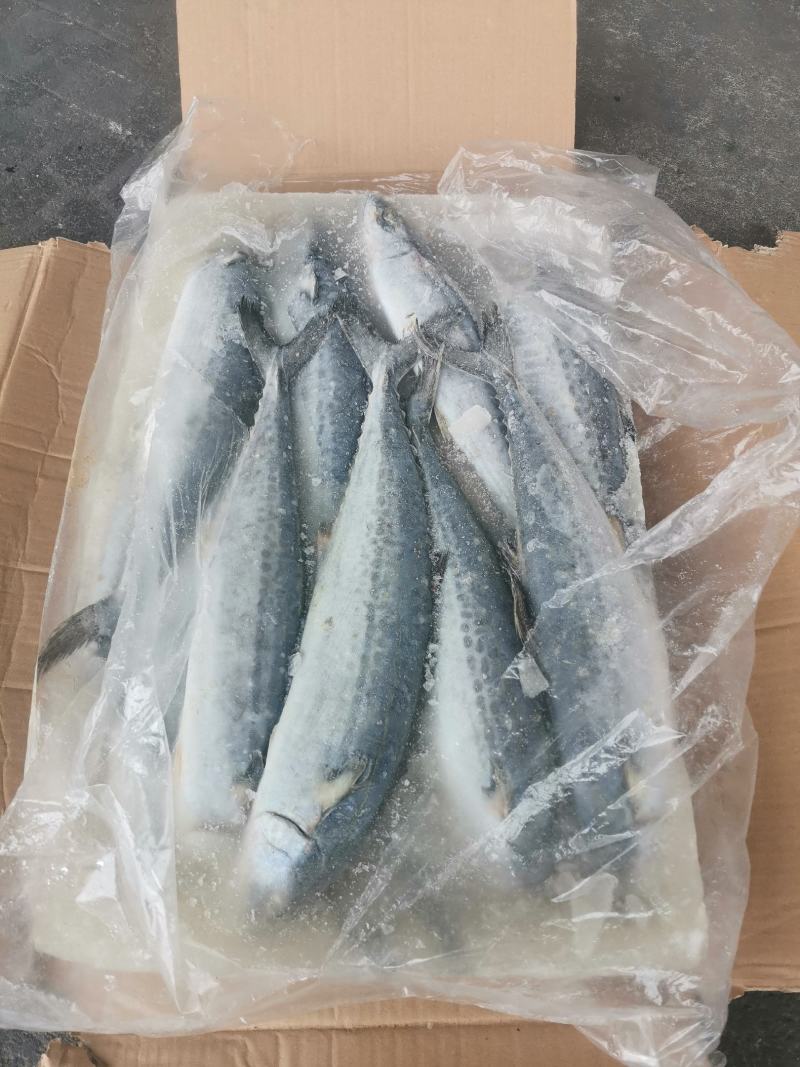 鲅鱼*燕鲅鱼渤海湾大鲅鱼