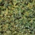 湖南山银花
