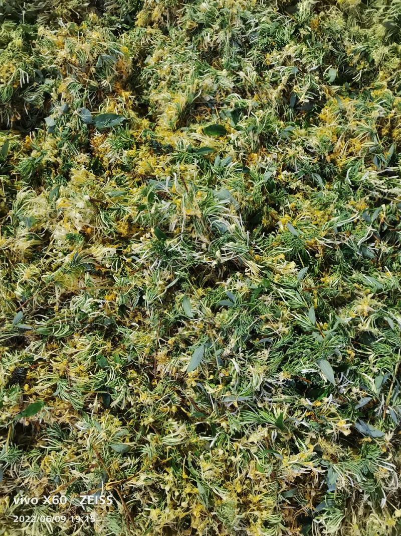 湖南山银花