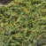 湖南山银花