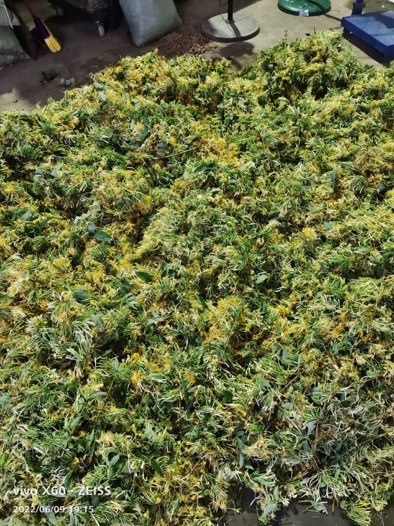湖南山银花