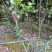 山茶花，2到3公分