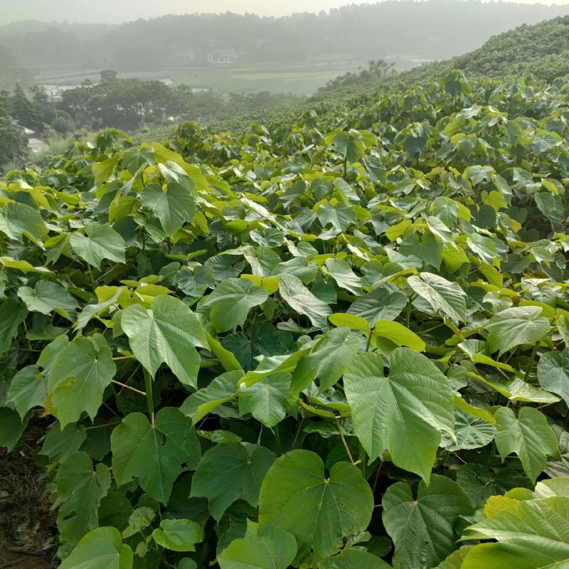 1000亩油桐树苗培育基地，买油桐树苗，就找重庆俊尧