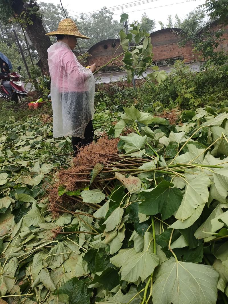 1000亩油桐树苗培育基地，买油桐树苗，就找重庆俊尧