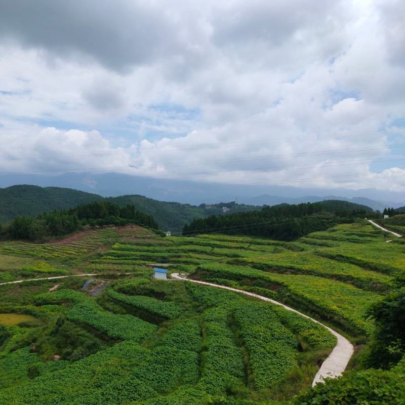 1000亩油桐树苗培育基地，买油桐树苗，就找重庆俊尧