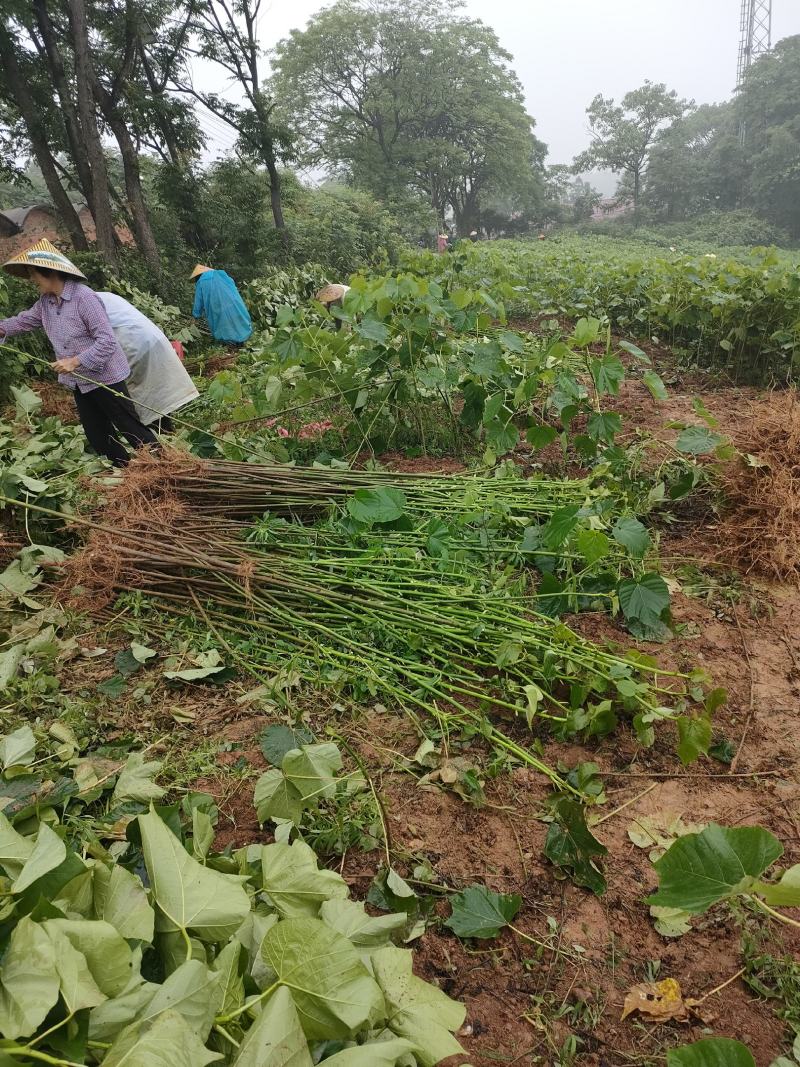 1000亩油桐树苗培育基地，买油桐树苗，就找重庆俊尧