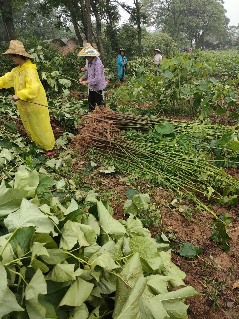 1000亩油桐树苗培育基地，买油桐树苗，就找重庆俊尧