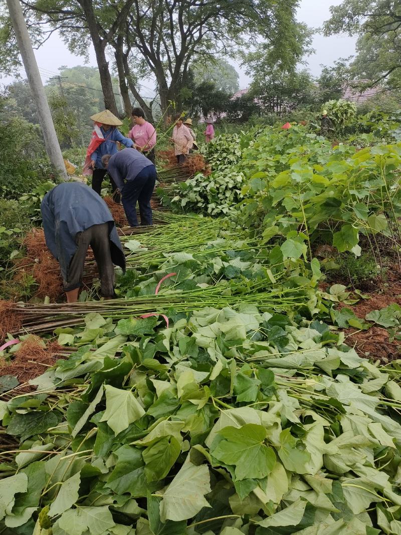 1000亩油桐树苗培育基地，买油桐树苗，就找重庆俊尧