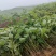 1000亩油桐树苗培育基地，买油桐树苗，就找重庆俊尧