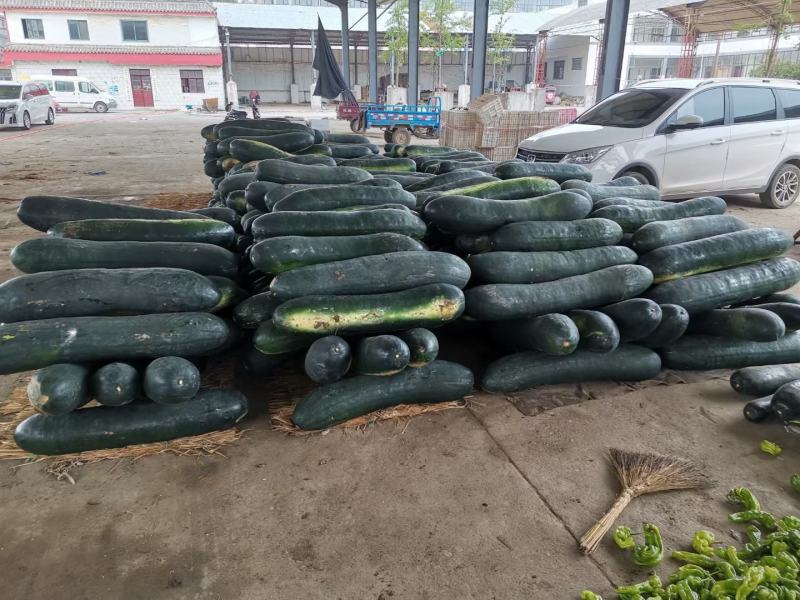 精品产地冬瓜，江西基地黑皮冬瓜，一手货源，视频看货