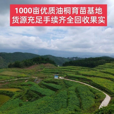1000亩油桐树苗培育基地，买油桐树苗，就找重庆俊尧