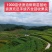 1000亩油桐树苗培育基地，买油桐树苗，就找重庆俊尧