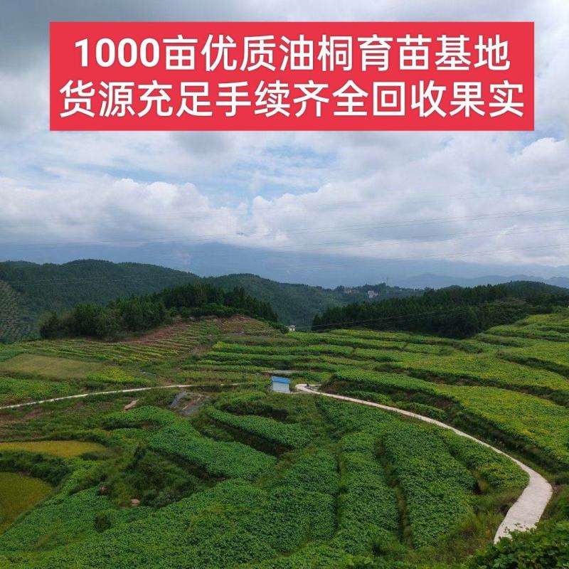 1000亩油桐树苗培育基地，买油桐树苗，就找重庆俊尧
