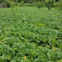 高山娃娃菜