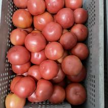 上海本地西红柿