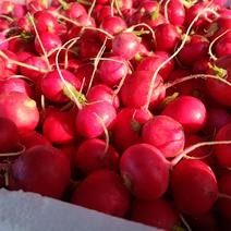 樱桃萝卜自产自销产地直发保质保量大量现货