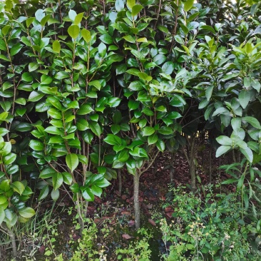山茶花，2到3公分