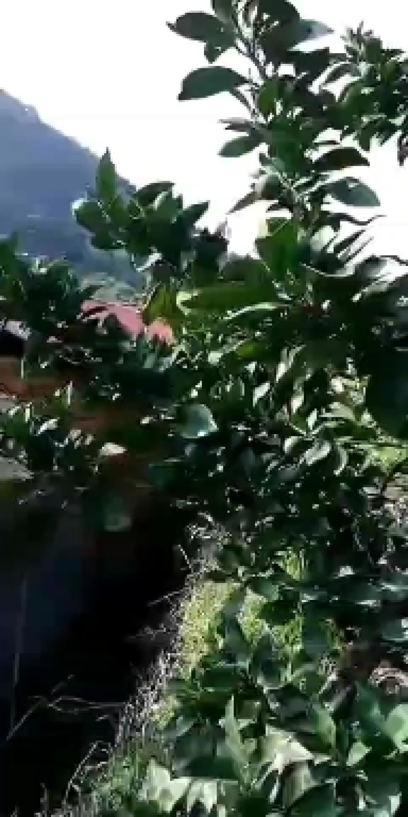磷酸二氢钾促花促果，膨果上色，御寒抗逆，增产提质