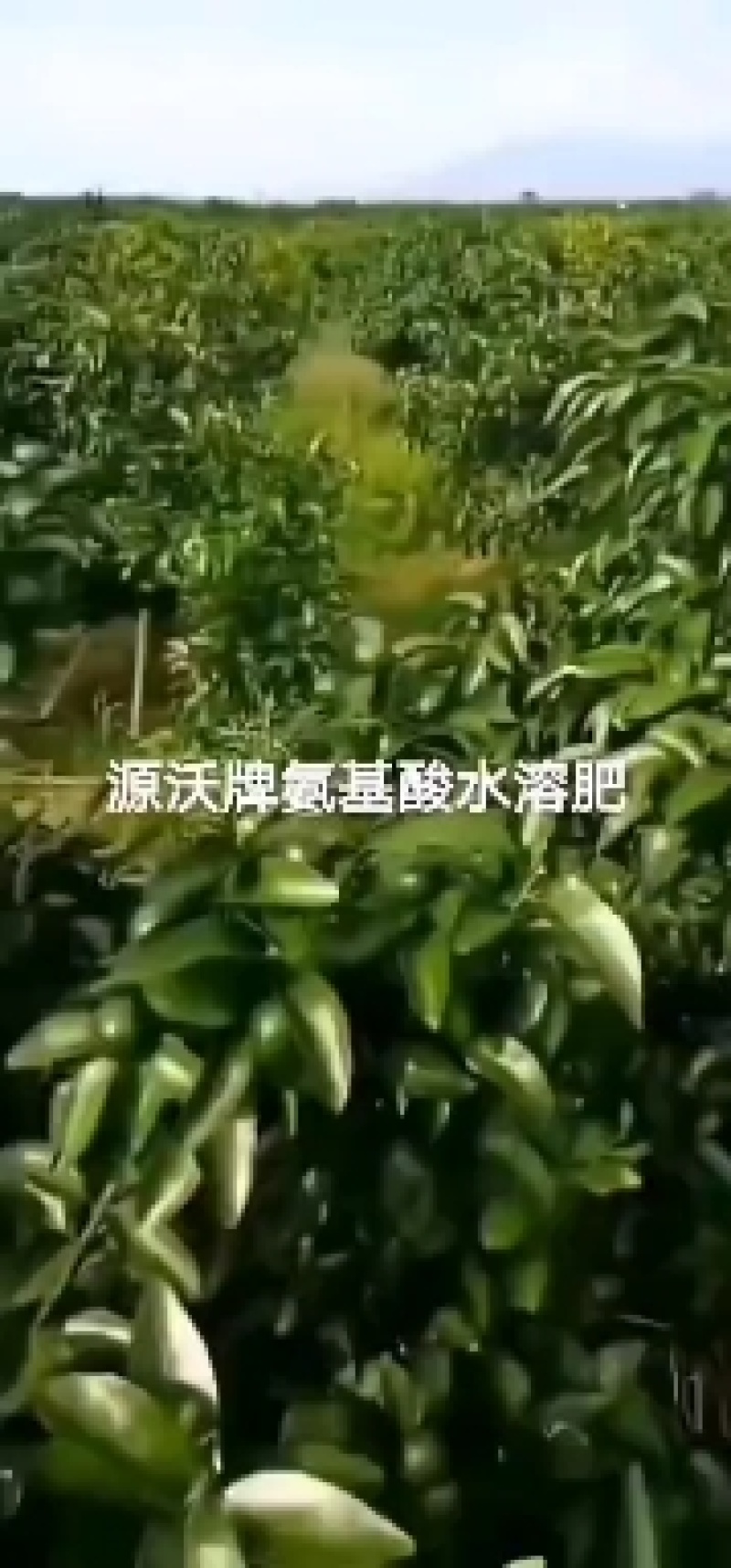 磷酸二氢钾促花促果，膨果上色，御寒抗逆，增产提质