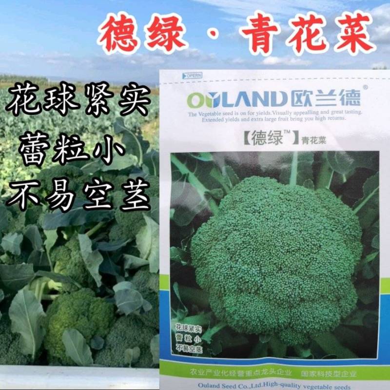 德绿西兰花种子欧兰德青花菜65天早熟高圆型西兰花绿花菜