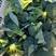德绿西兰花种子欧兰德青花菜65天早熟高圆型西兰花绿花菜