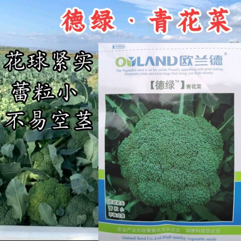 德绿西兰花种子欧兰德青花菜65天早熟高圆型西兰花绿花菜