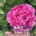 国花品种牡丹，花大特香，好栽易活，南北种植，菏泽发货。