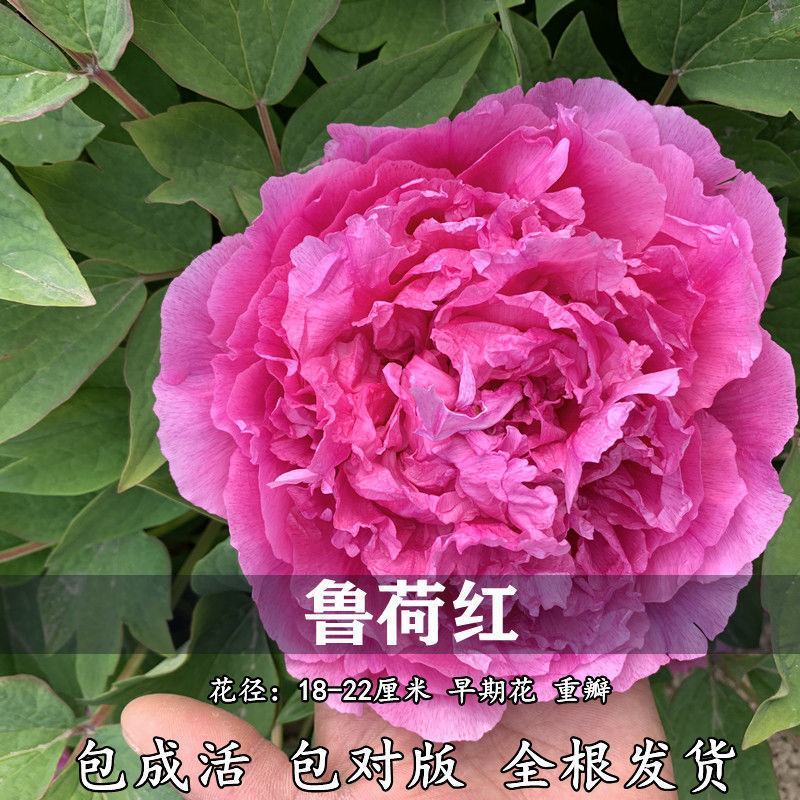 国花品种牡丹，花大特香，好栽易活，南北种植，菏泽发货。
