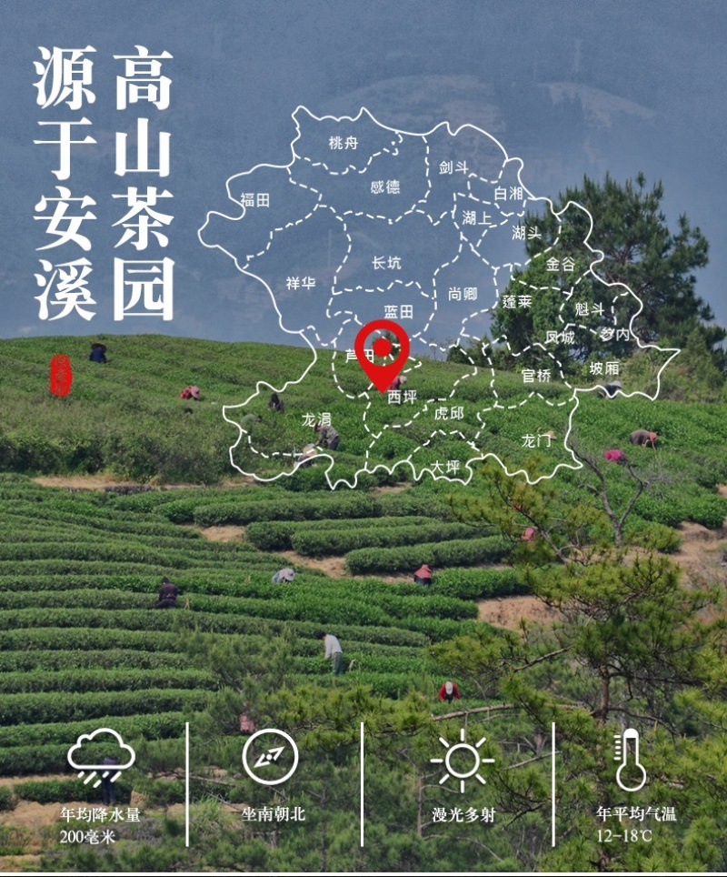 仁君茶叶安溪铁观音热销爆款散装真空包装新茶正宗原产地