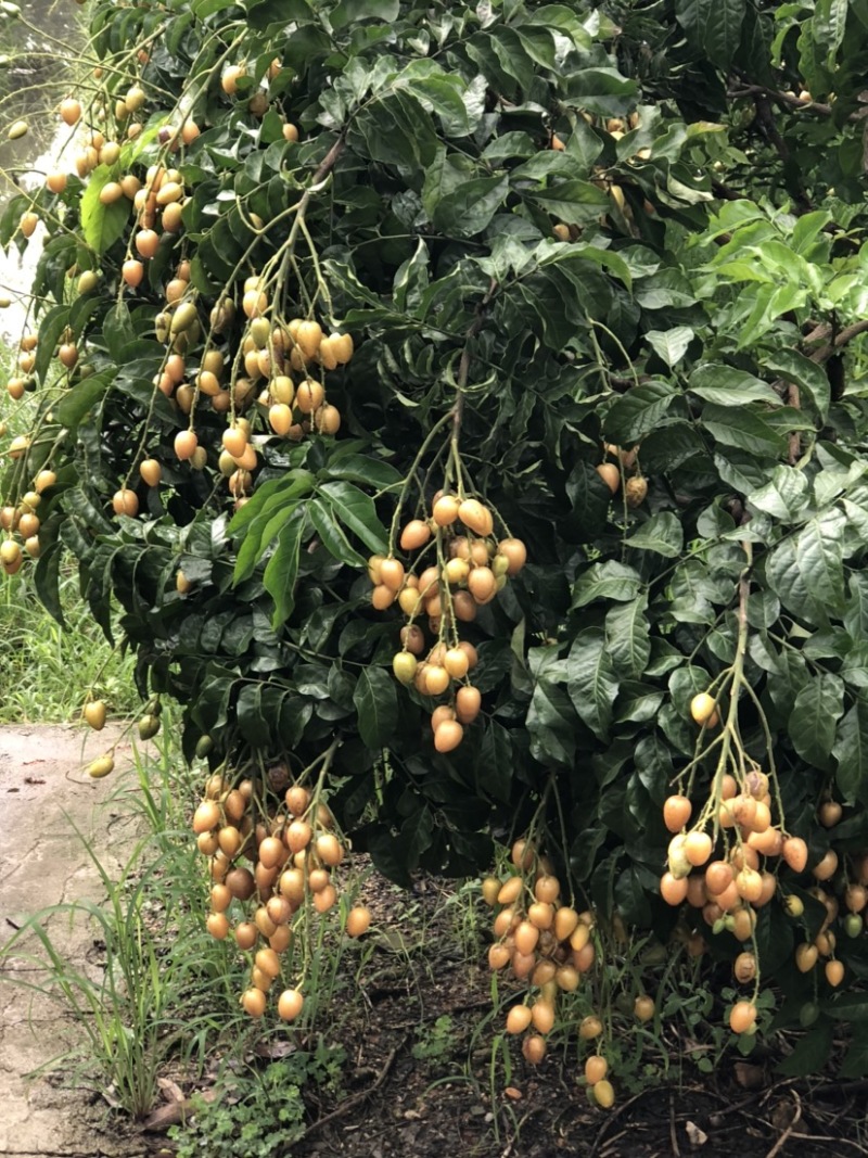 黄皮果新鲜上市有需要联系我