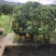 黄皮果新鲜上市有需要联系我