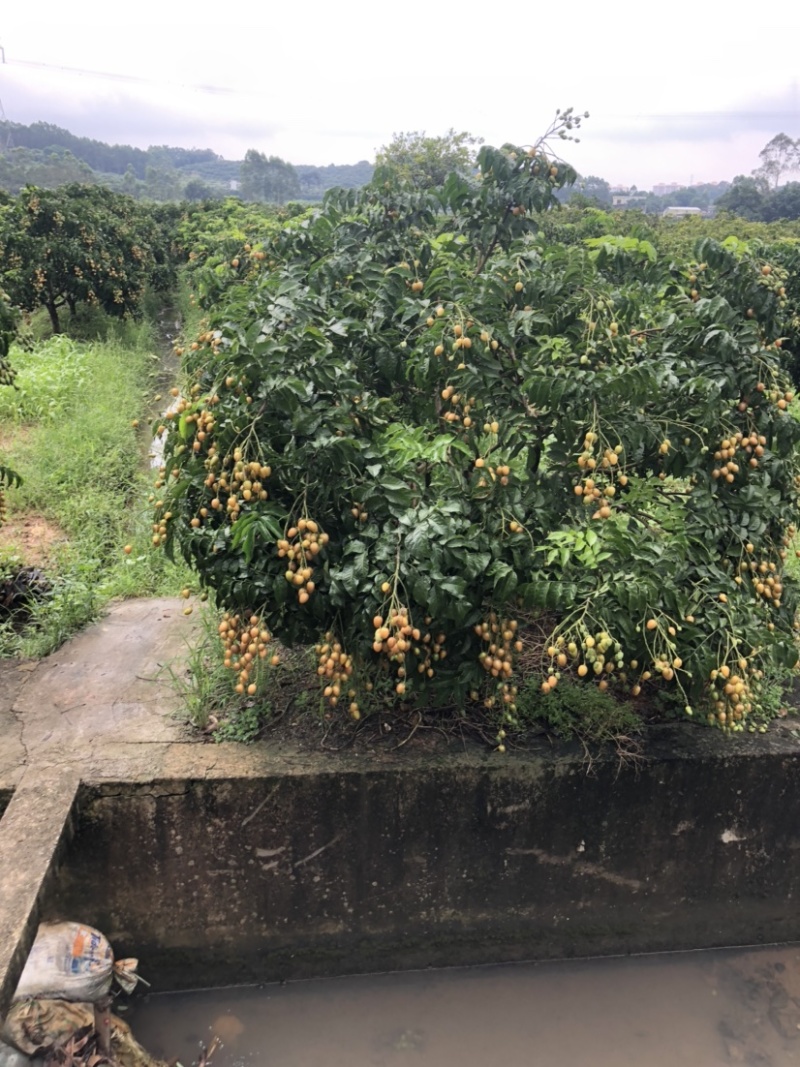 黄皮果新鲜上市有需要联系我