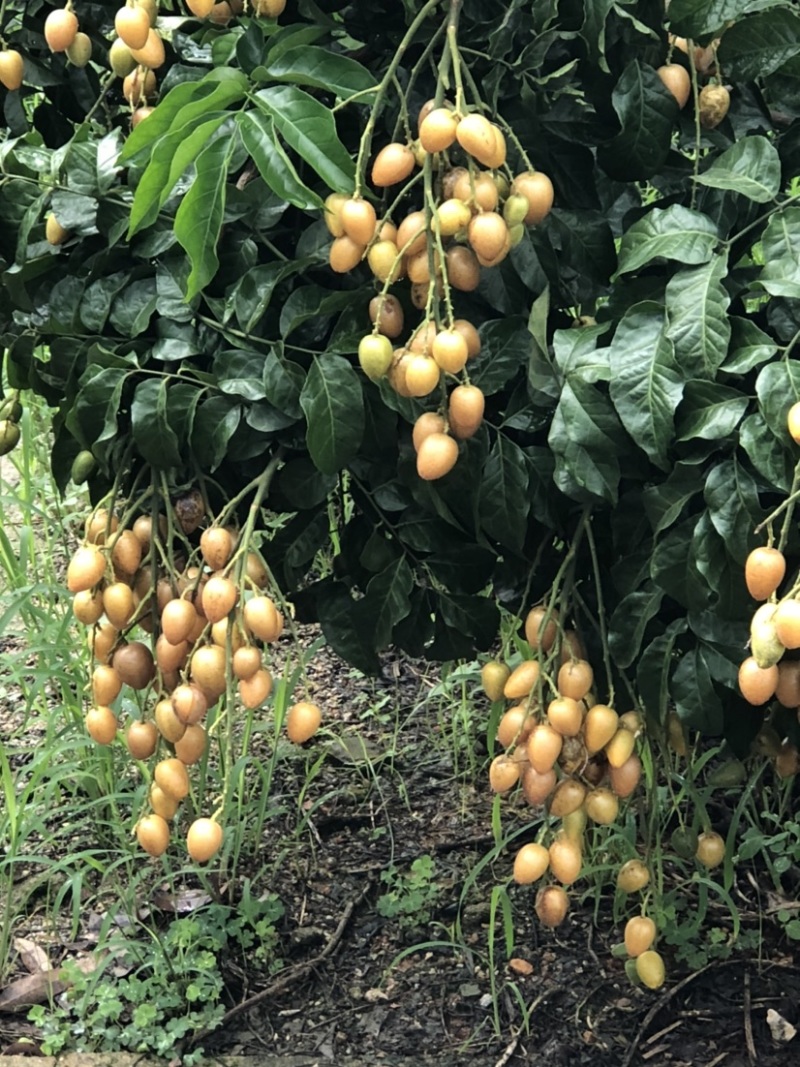 黄皮果新鲜上市有需要联系我