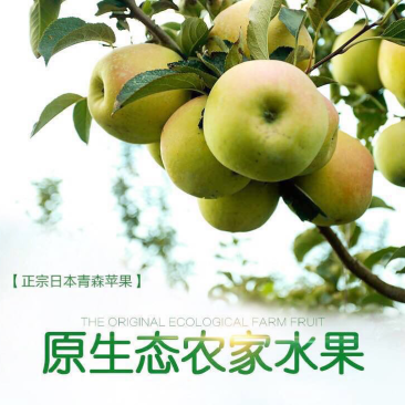 2023九月中旬青森水蜜桃苹果承接一件代发电商对接