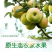 2023九月中旬青森水蜜桃苹果承接一件代发电商对接