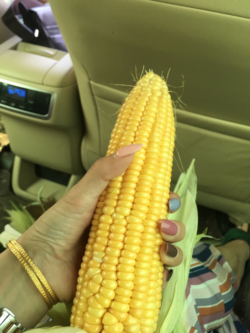 太阳花