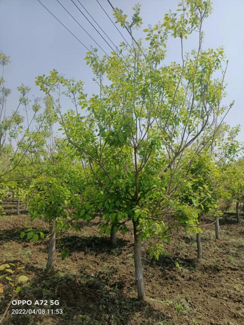 黄栌，丛生黄栌，基地量大，河南南阳。