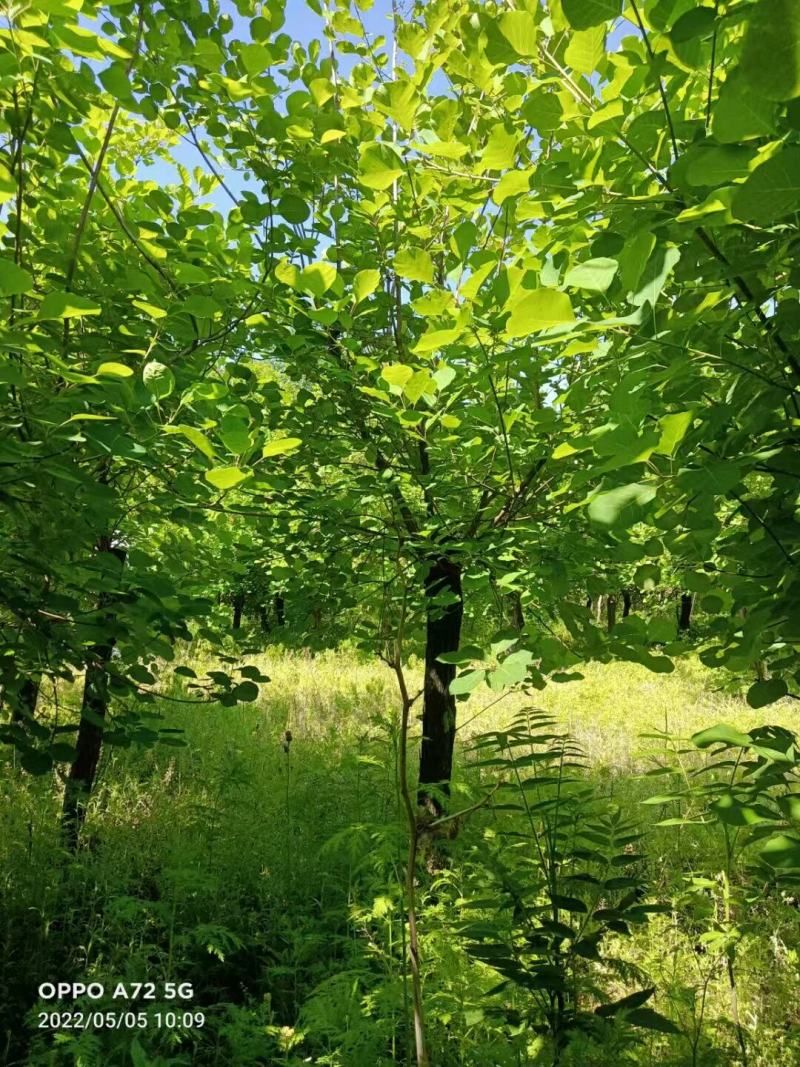 黄栌，丛生黄栌，基地量大，河南南阳。