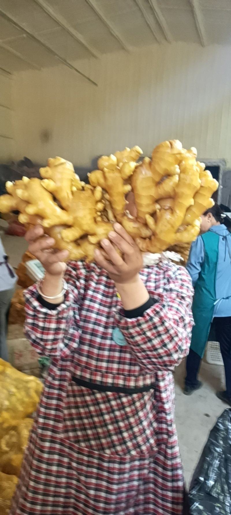 【实力】山东大黄姜质量好货源充足大量供应市场对接电商