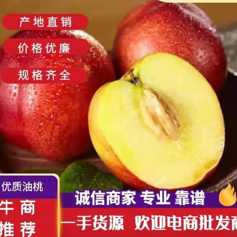 山东油桃产地直供，中油四，126大量供应，一条龙服务，