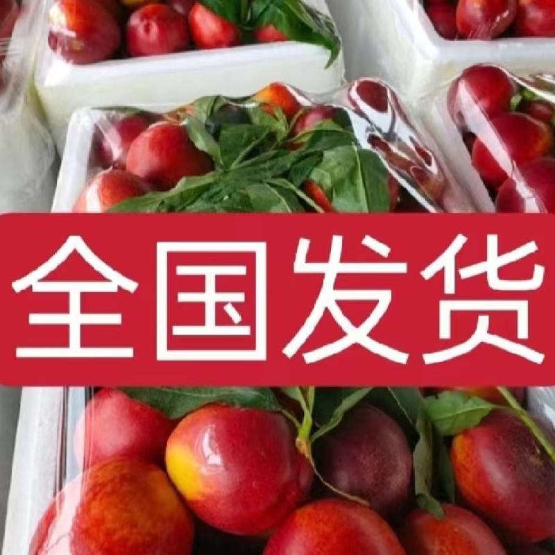 山东油桃产地直供，中油四，126大量供应，一条龙服务，
