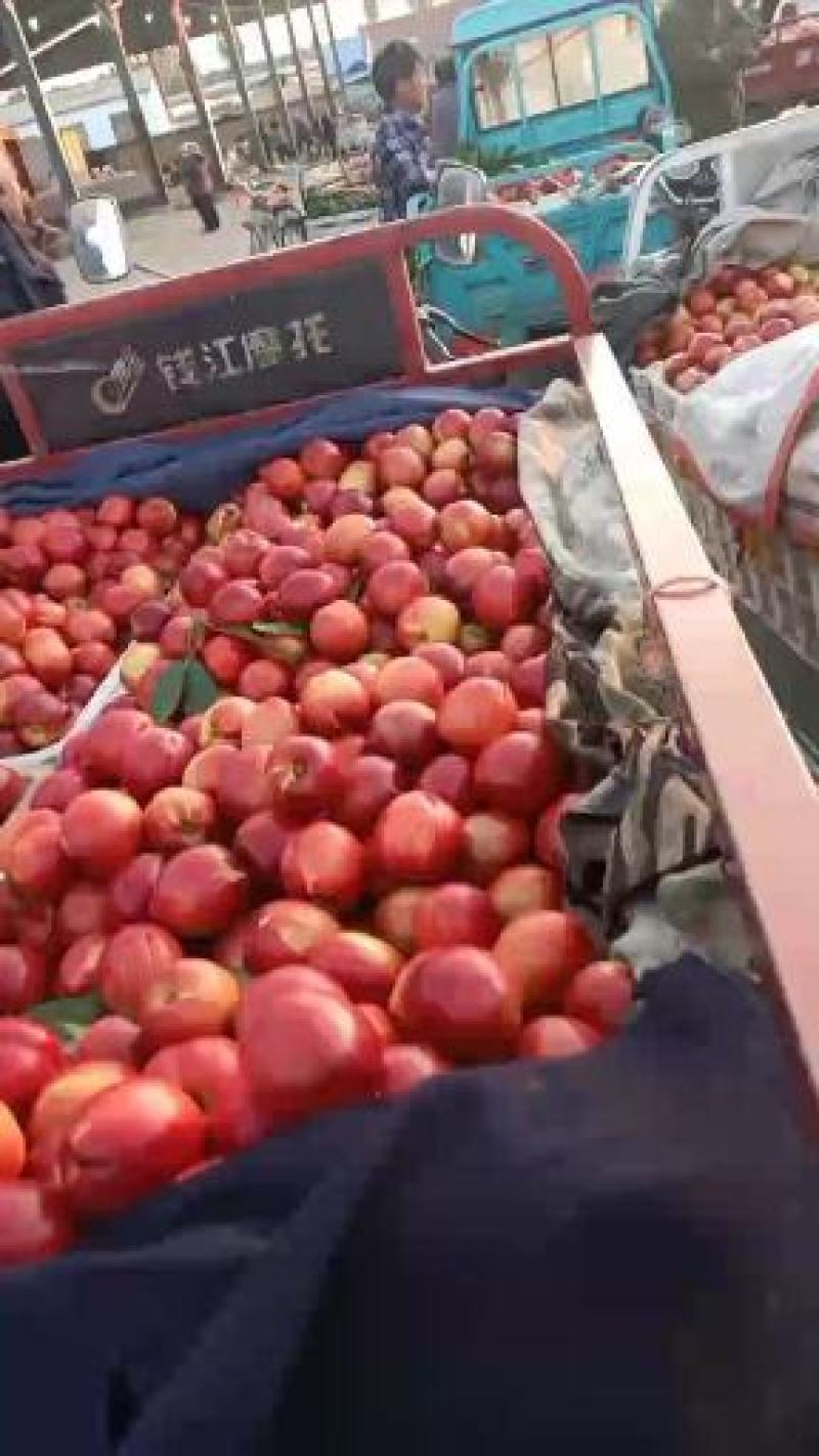山东油桃产地直供，中油四，126大量供应，一条龙服务，