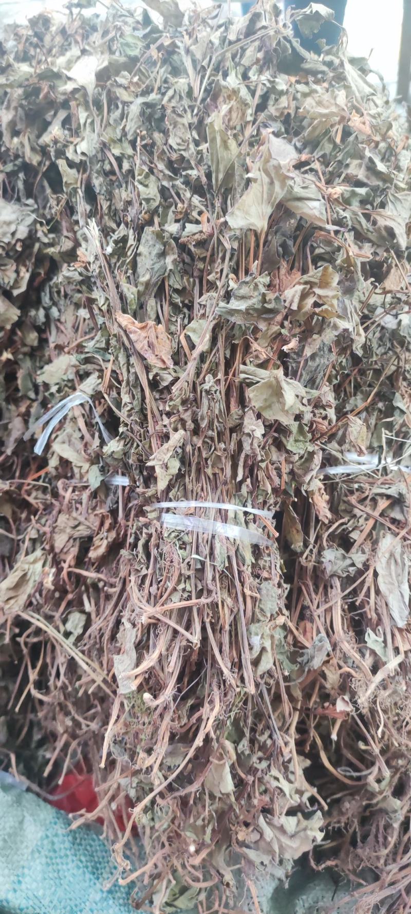 鱼腥草～新货～～切好的18～扎把20~量大优惠～