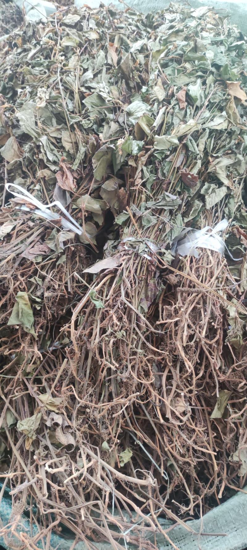 鱼腥草～新货～～切好的18～扎把20~量大优惠～