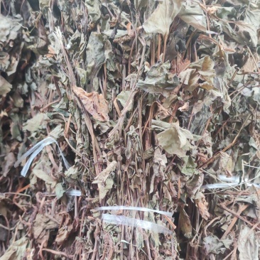 鱼腥草～新货～～切好的18～扎把20~量大优惠～