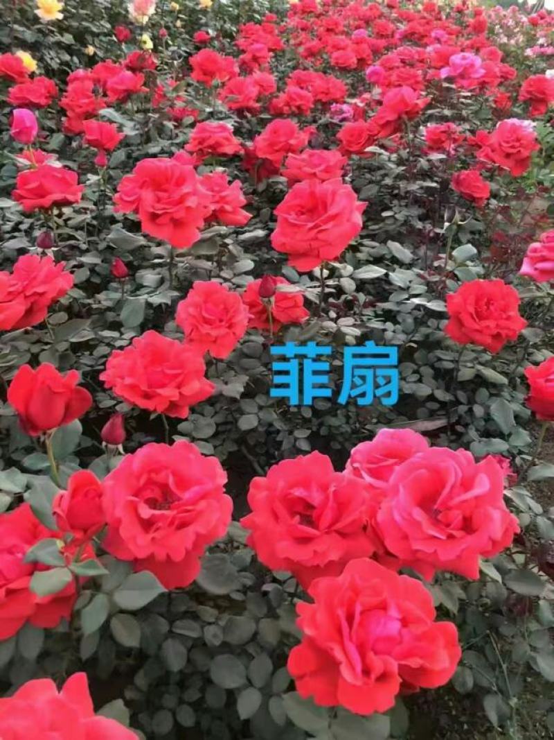 月季杯苗，月季球，月季柱，月季花球，月季藤条