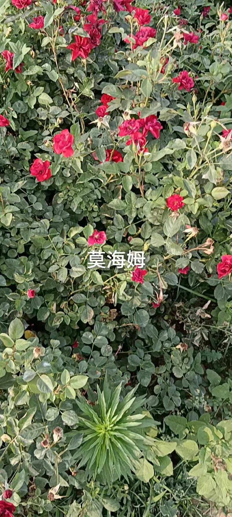 月季杯苗，月季球，月季柱，月季花球，月季藤条