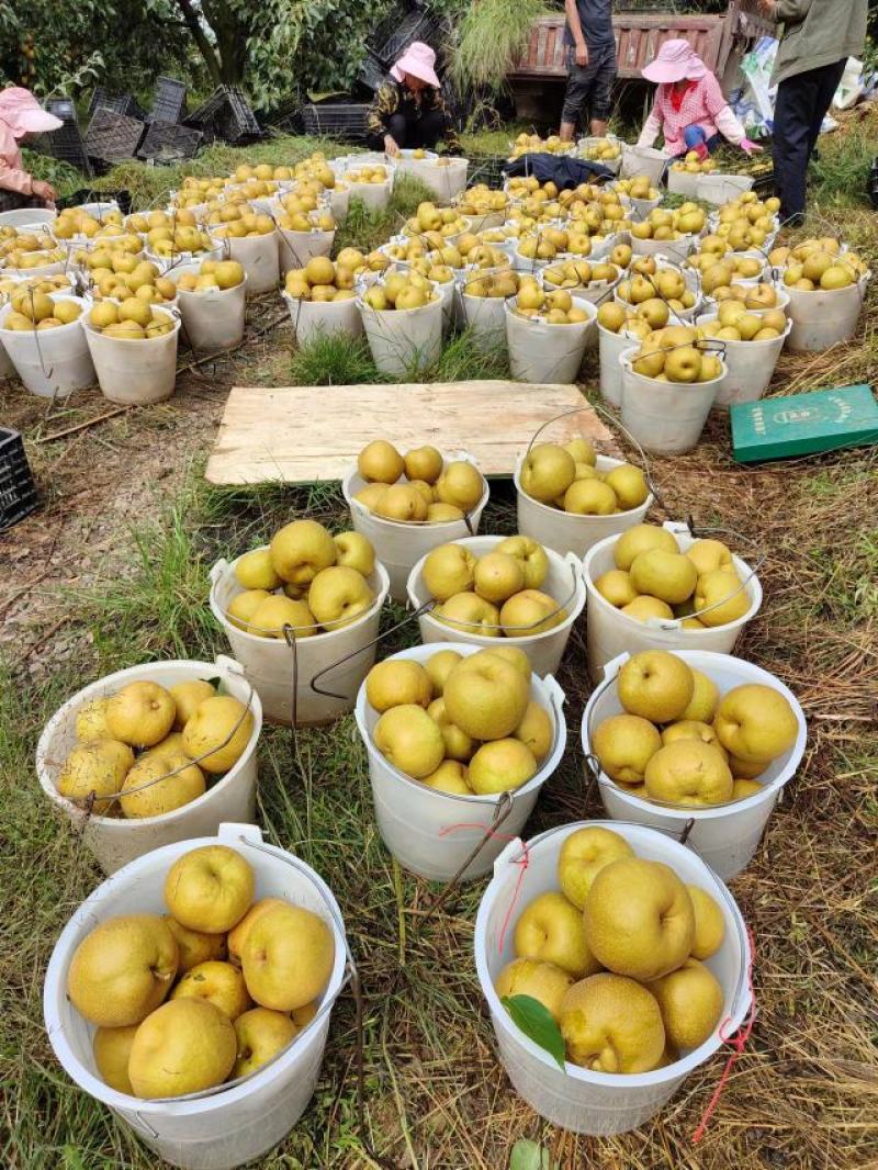 云南石屏高山露天十全黄梨自家基地果园直摘
