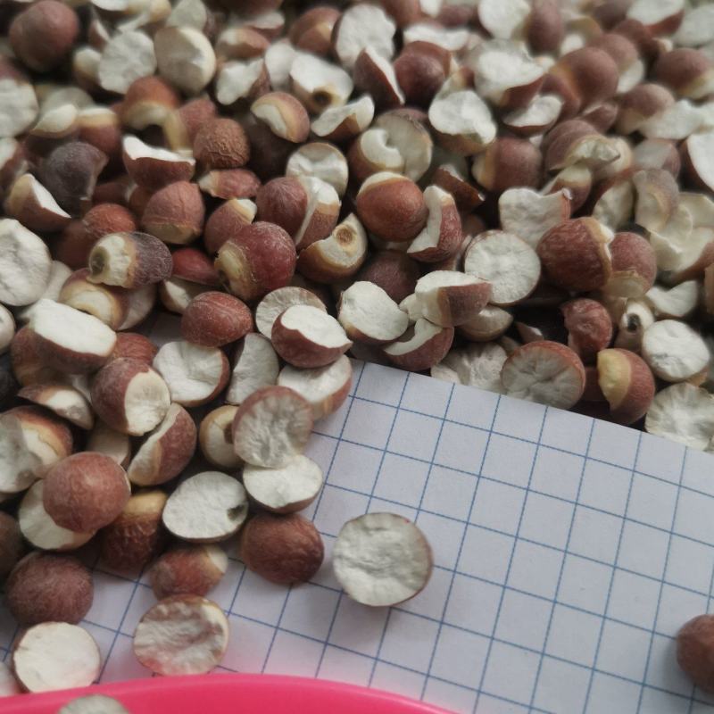 12里大粒粒芡实米茨实米《产地直销》大量现货