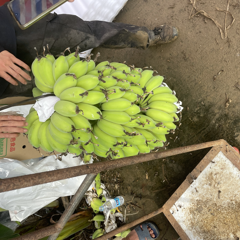 苹果蕉